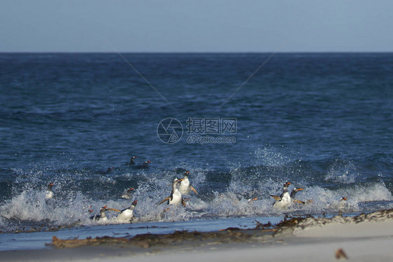 Gentoo企鹅Pygoscelispapua在福克兰群岛海狮岛海图片