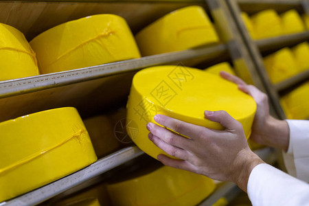 手拿着奶酪的技术专家检查乳制品厂部的即时发作情况单位图片