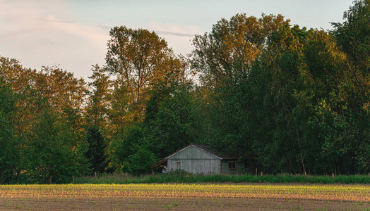 老木制谷仓在农村有树木在晚上的图片