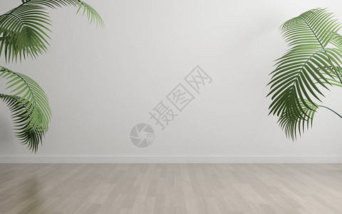 白色空房间和木板层地板绿色植物框图片