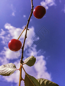 红樱桃莓在树枝上蓝图片