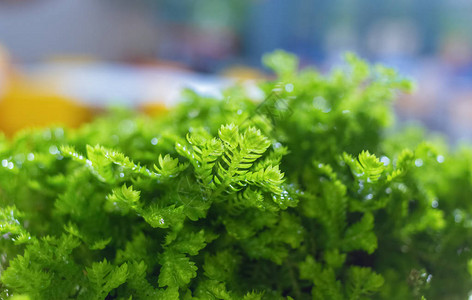 绿色植物感觉清新绿色会有凉爽的感觉绿色蕨类植物叶和树枝纹图片
