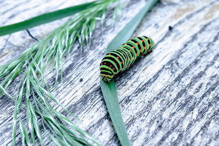 绿毛虫Machaon以绿叶为食特写图片