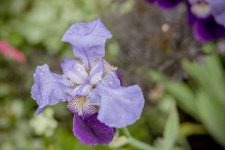 Violetiris超过绿色草图片