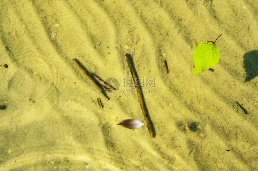 湖面上带清洁水的Birch叶和焦兰羽毛图片