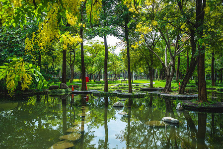 Dadong湿地公园的景象图片