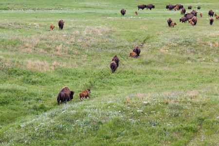 一小段母牛和小野牛穿过草原最后一个婴儿跑图片