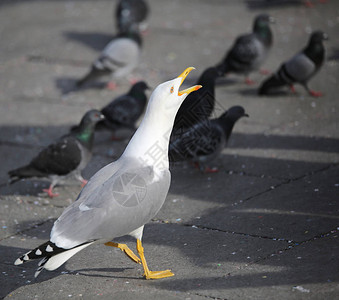 意大利圣马可威尼斯广场鸽图片