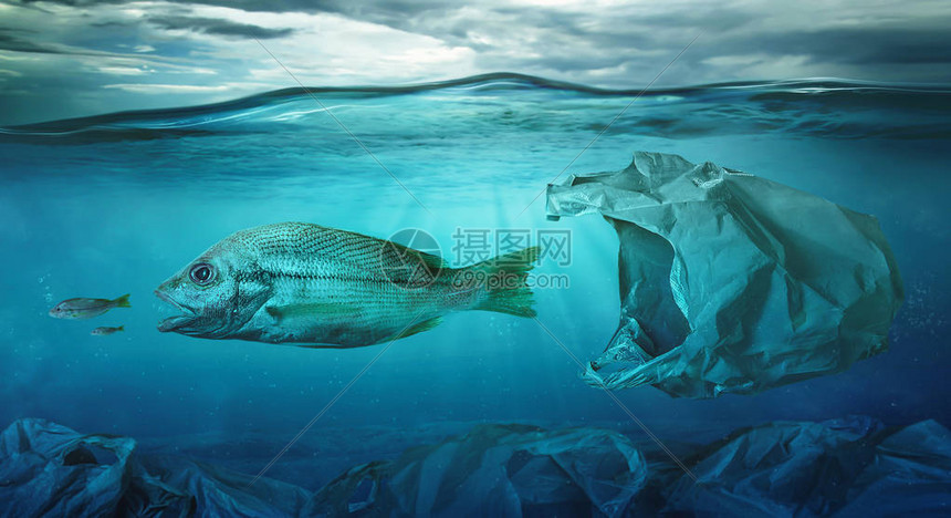 鱼在塑料袋海洋污染中游过图片
