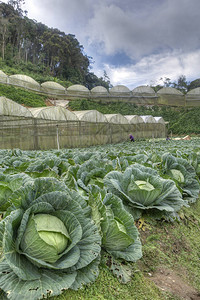 白菜农场景图片