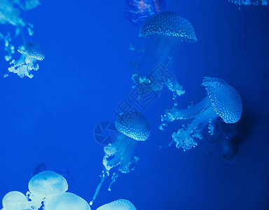 蓝色背景中的澳大利亚斑点水母图片