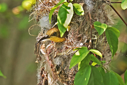 在自然背景上孤立的雀巢中的闭合橄高清图片