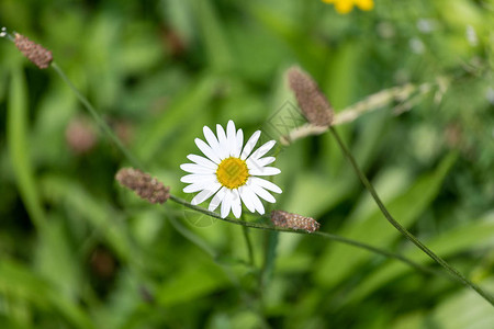 青草的白花蜜在夏日草原上图片