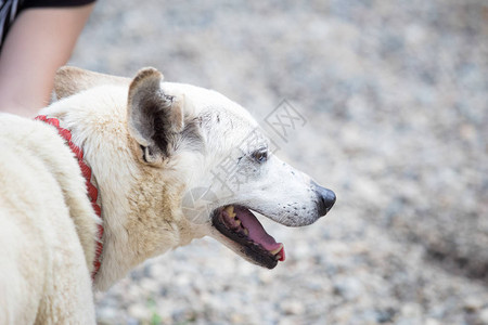 中华田园犬收养的老白流浪狗背景