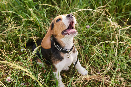 小猎犬小狗伸出舌头坐在草地上为任图片