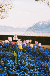 日内瓦湖旁边美丽的春花图片