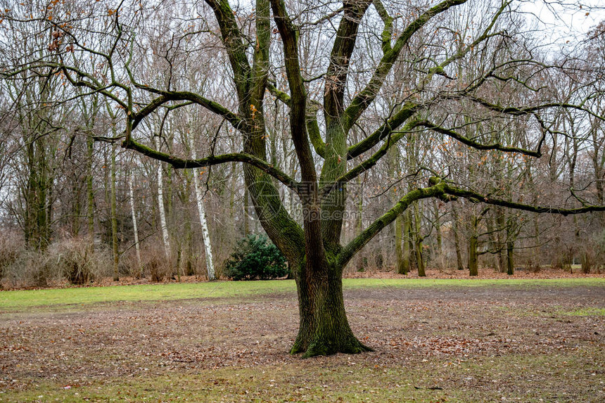 德国柏林蒂尔加滕公园棕色公园草坪上覆盖着绿色苔藓的分枝树干的轮廓在秋季没有人的宁静景观秋天的孤独场景秋季旅行秋天的风图片