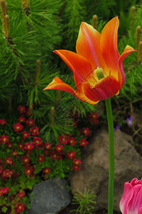 郁金香花在郁金香花园的背景郁金香花上图片