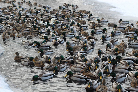 湖边有很多鸭子在寻找食物图片