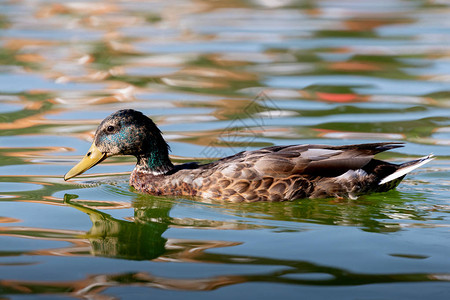 美丽的绿头鸭子在湖中游泳图片