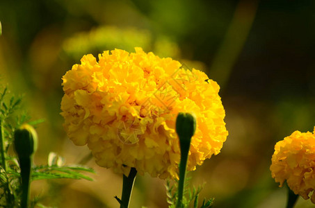 黄色康乃馨花美丽的康乃馨花背景上盛图片