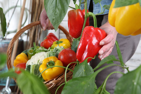 菜园里的女手拿着柳条篮从郁葱的绿色植物中采摘彩色红甜椒背景图片