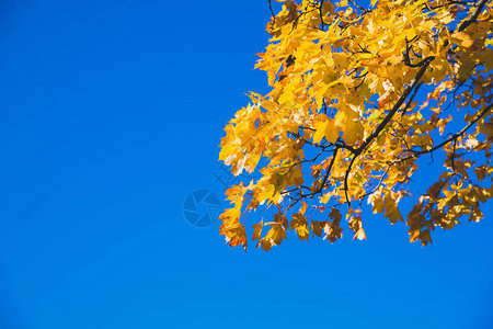 阳光明媚的森林秋天自然背景图片