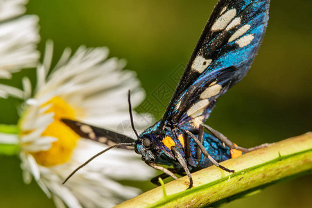 大自然中漂亮的蓝蝴蝶图片
