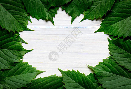 白色木质背景的绿叶框架布局自然背景设计图片