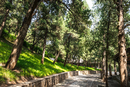 在颐和园的绿色公园中欣赏标志美丽树木和步行道图片
