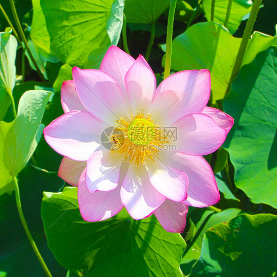 Haman的Lotus主题公园南图片