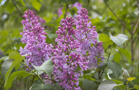 丁香花春天场景中的丁香花春天图片