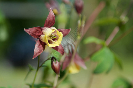 绿色花园中的花朵aquilegiaformos图片