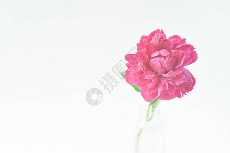 白色孤立背景上的玻璃花瓶中的红牡丹花鲜花选择焦点水平框图片