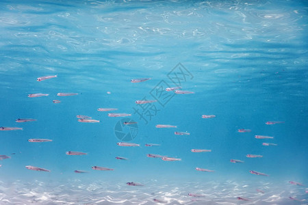 学校展板鱼群水下鱼水下背景背景