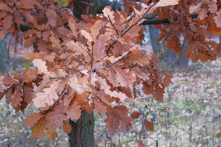 秋天棕橡树叶城市秋季公园温暖的天气图片