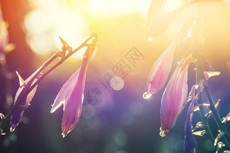 特写美丽的玉簪花与露水或雨滴在早晨的阳光背下五颜六色的花卉图片