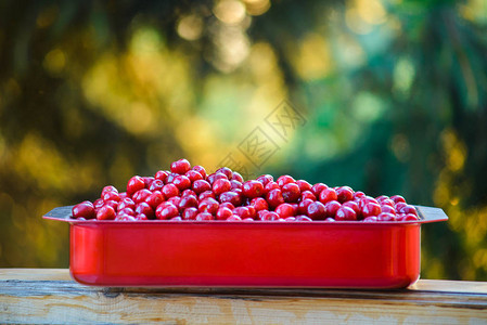 一碗新鲜甜红樱桃成熟的甜樱桃新鲜浆果收获甜樱桃成熟的红樱桃花园图片