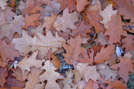 棕橡树叶秋末森林景图片