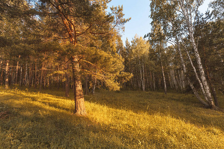 夏季日落时的大森林风景图片