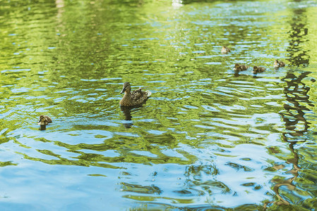 鸭子在湖里游泳鸭妈和她的小鸭子图片