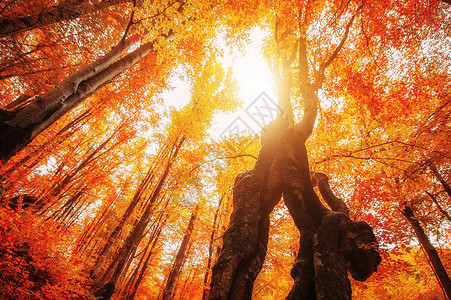 森林中丰富多彩的秋天树古老的刻底图画图片
