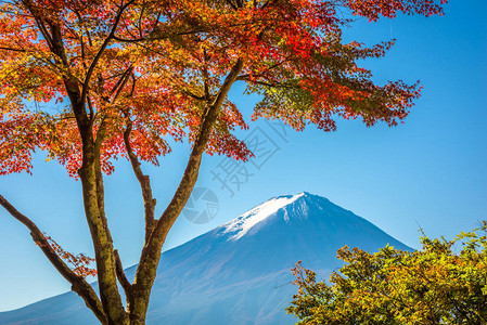 富士山日本山峰与秋叶的景色图片