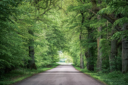 树木在道路上拱起图片