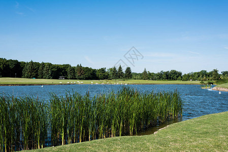 在湖中游泳的白天鹅图片
