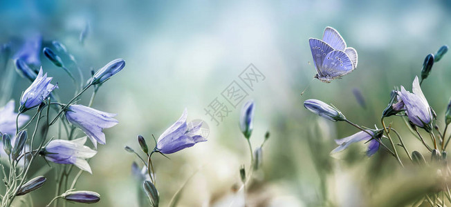 紫丁香风铃花自然背景上飘动的蝴蝶图片