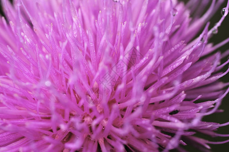 美丽的紫蓟花粉红色的牛蒡花牛蒡刺花特写开花蓟或奶蓟草本植物奶蓟草背景图片