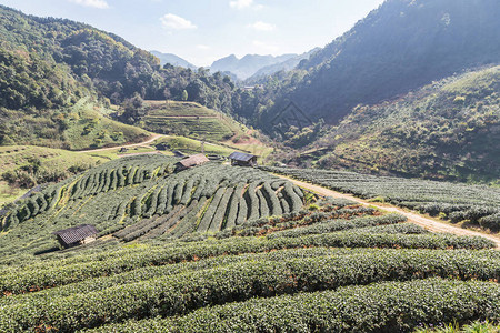 2000年泰国北部DoiAngkhang的绿梯田茶叶种植园景观图景图片