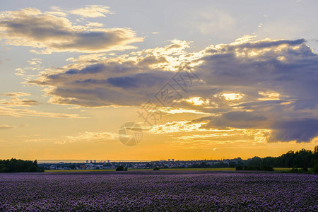 phacelia美丽的紫色花朵的领域日落时美丽的乡村景观蜜图片