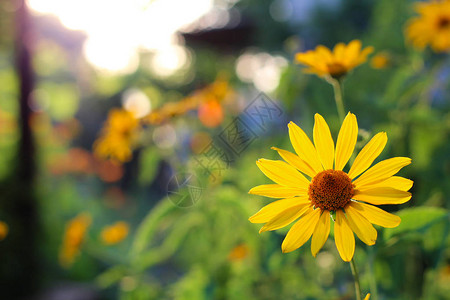 日落时橙黄色的花朵类似于在布基模糊图片
